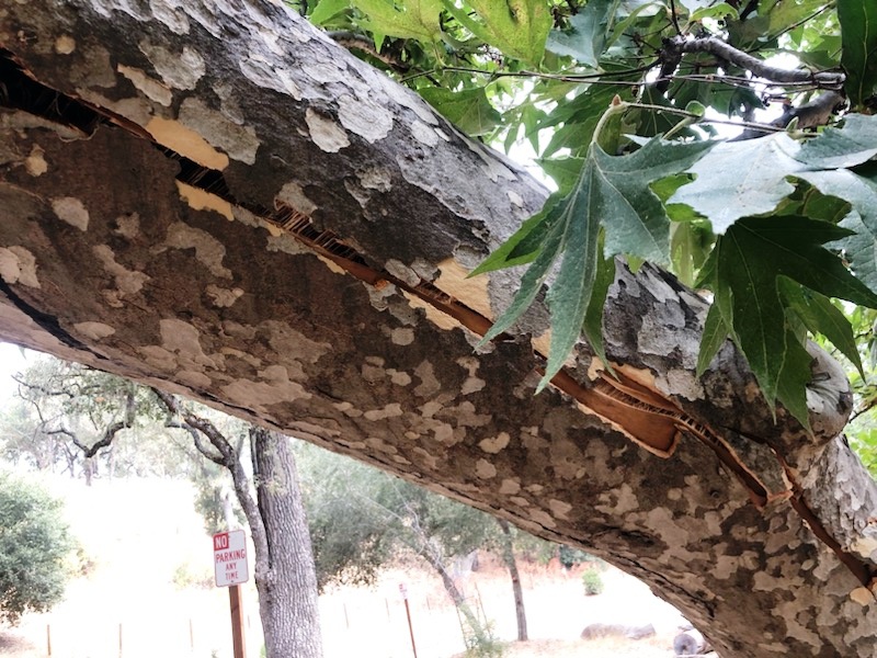 Crack in the main branch of the Sycamore tree causing it to sag.